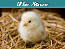 The Organic Chicken Feed Store