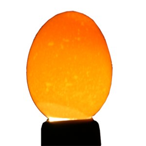 Cool Lite Egg Candler Tester