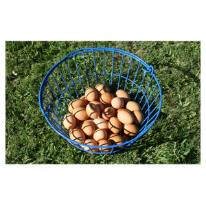 Plastic Coated Egg Basket