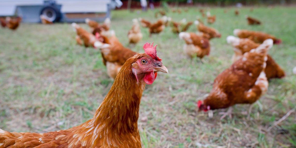 Abnormal Chicken Droppings