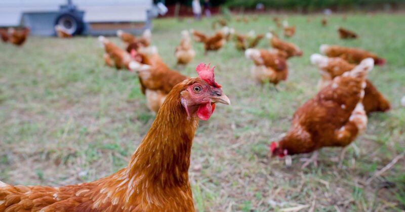 Abnormal Chicken Droppings