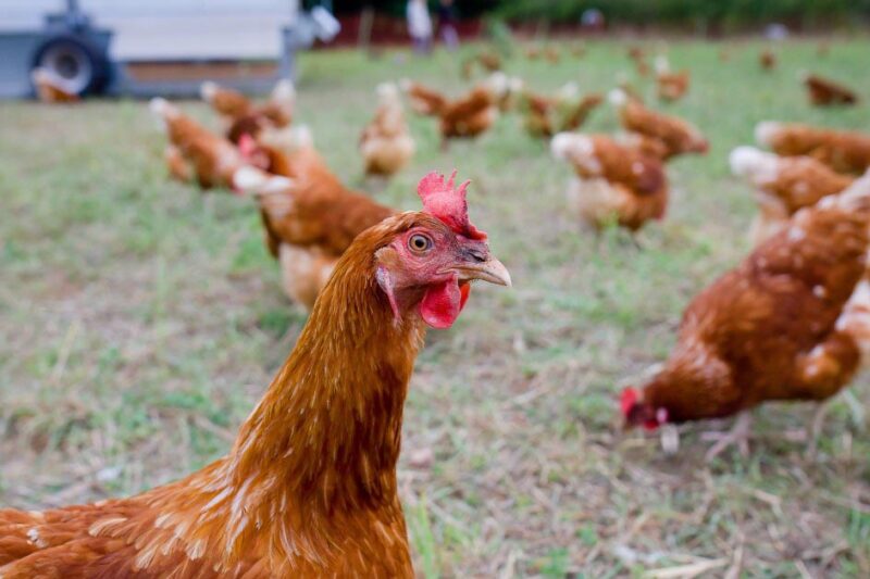 Abnormal Chicken Droppings