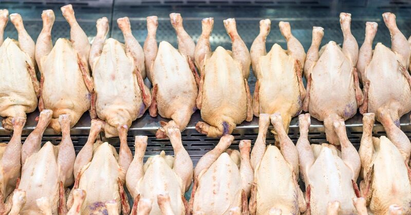 Rows of fresh raw chicken poultry at supermarket window-display. Poultry farm indystry. Livestock industry price index Aging Chicken Meat