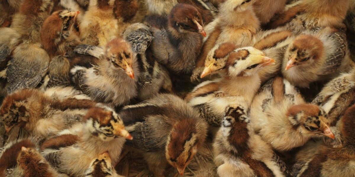 area_brooders Area Brooders