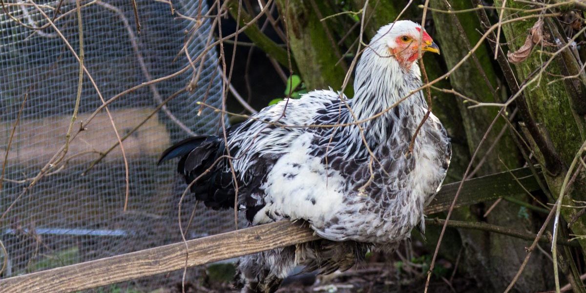 avoiding_broody_hens Avoiding Broody Hens