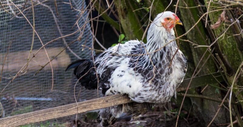 avoiding_broody_hens Avoiding Broody Hens