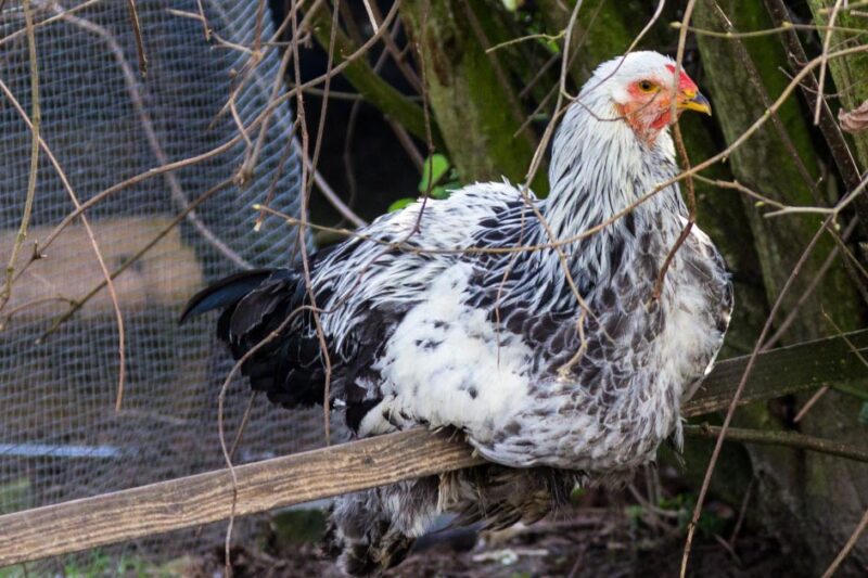 Avoiding Broody Hens