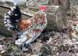 Bantam Breeds