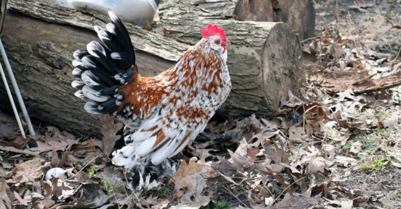 bantam_rooster Bantam Breeds