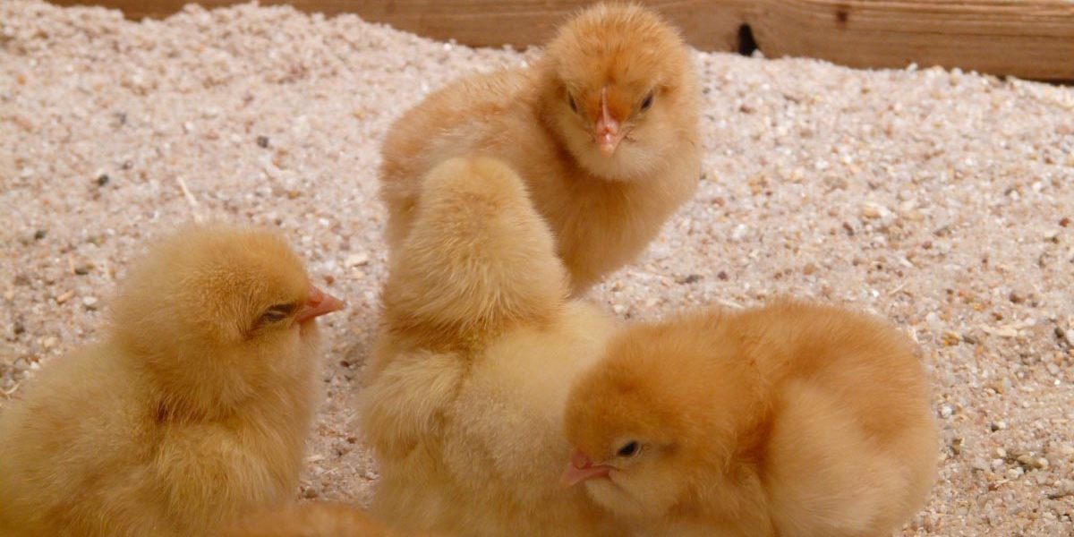 Before Your Chicks Arrive