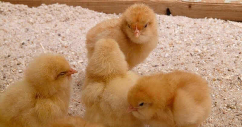 Before Your Chicks Arrive