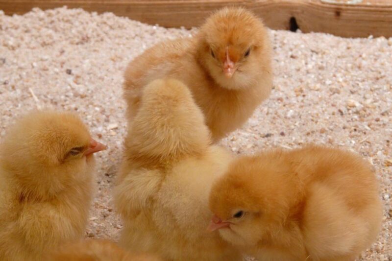 Before Your Chicks Arrive