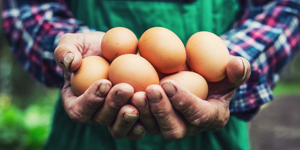 Eggs in hands. Close up of skillful old farmer holding chicken eggs Fresh Eggs