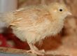 Box Brooders