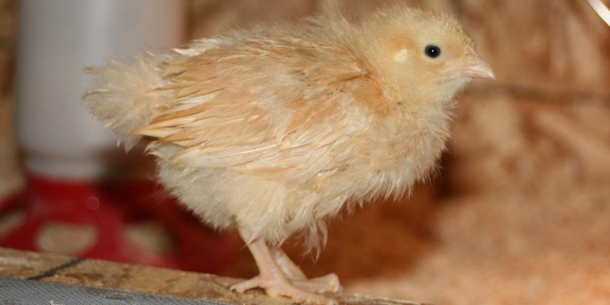 box_brooder Box Brooders