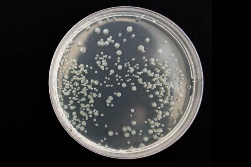 Poultry Chicken Bronchitis