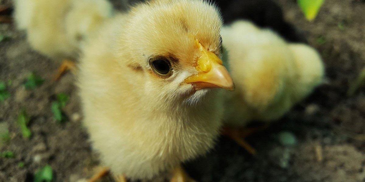 brooding_your_chicks Brooding Your Chicks