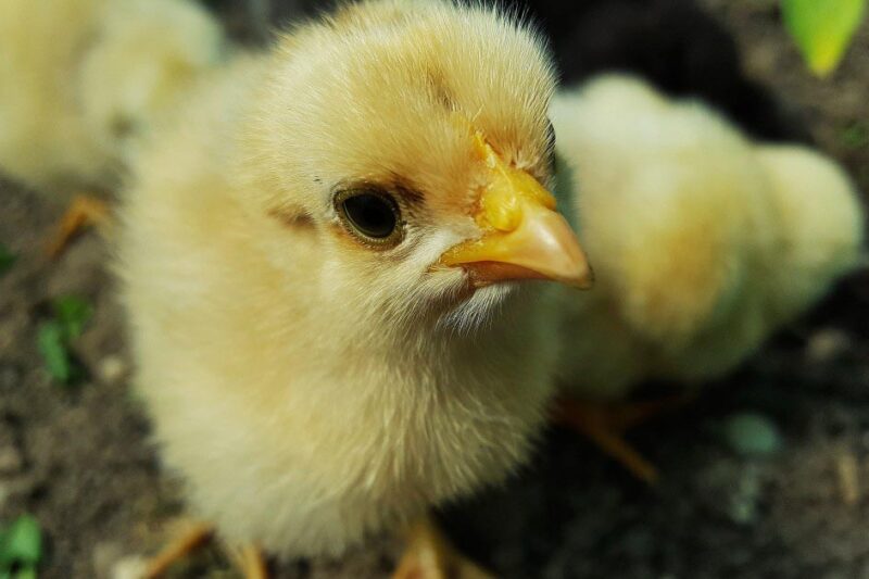 Brooding Your Chicks