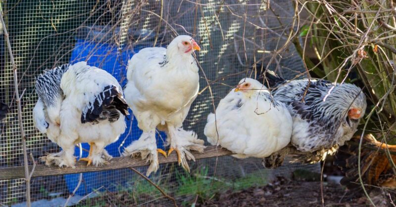 Hatching Eggs Under a Broody Hen