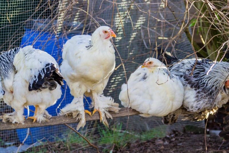 Hatching Eggs Under a Broody Hen