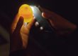 Candling Eggs
