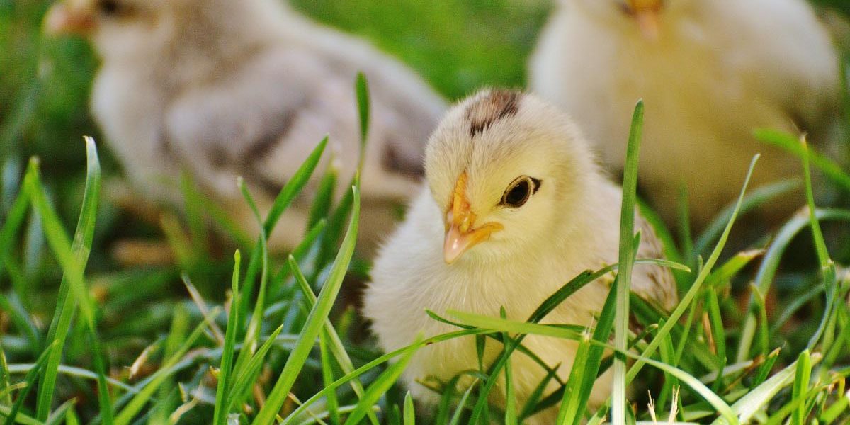 coccidiosis Coccidiosis