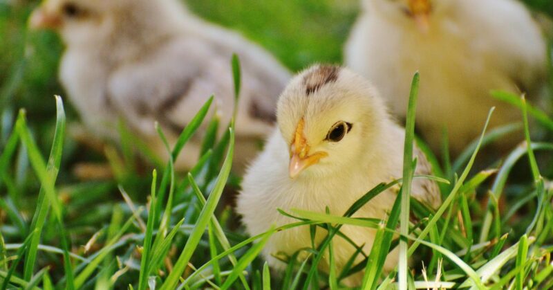 coccidiosis Coccidiosis