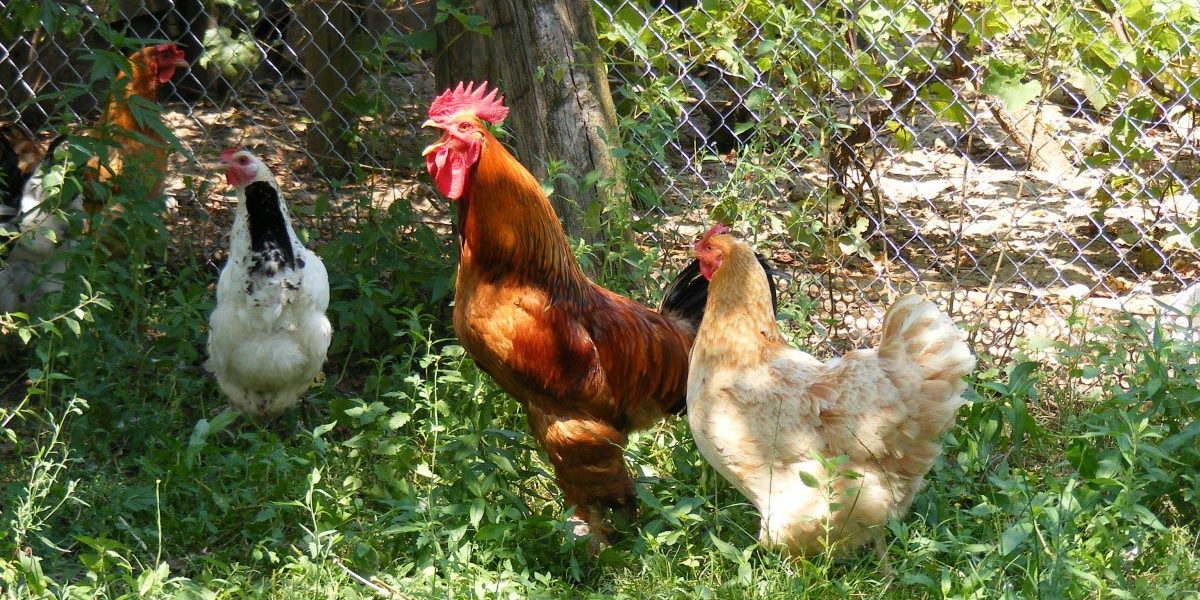 cockrels_vs_pullets Cockerels vs Pullets