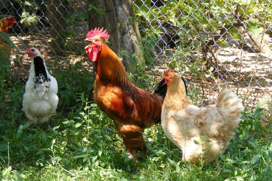 Everything you need to know about Rasing Chickens 101.