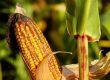 What is Corn-Free Chicken Feed