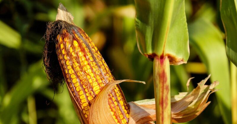 What is Corn-Free Chicken Feed