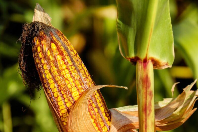 What is Corn-Free Chicken Feed