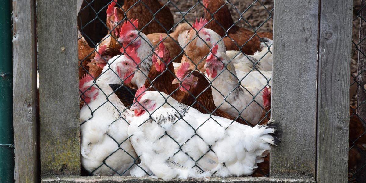 damaged_gizzard Damaged Gizzard