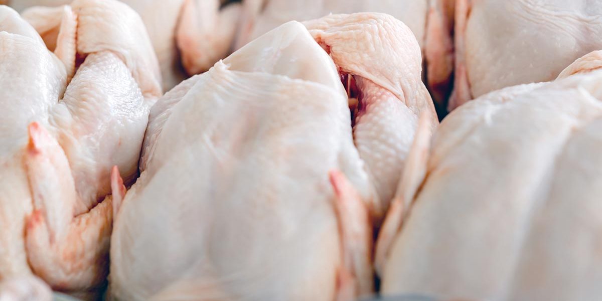 Deciding to Butcher Organic Chicken Feed