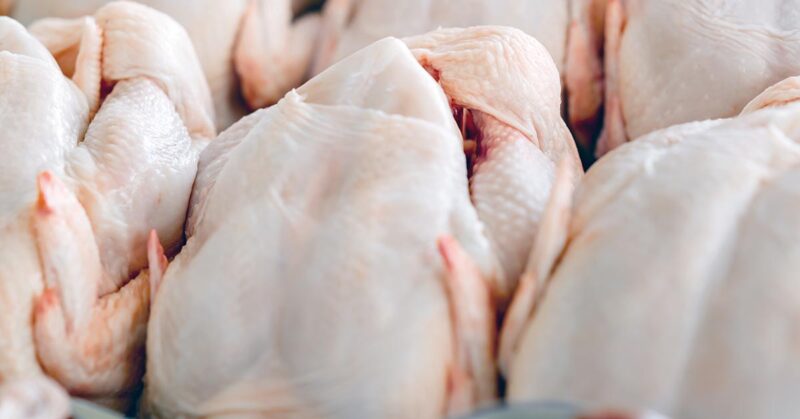 Raw butchered chicken Deciding to Butcher