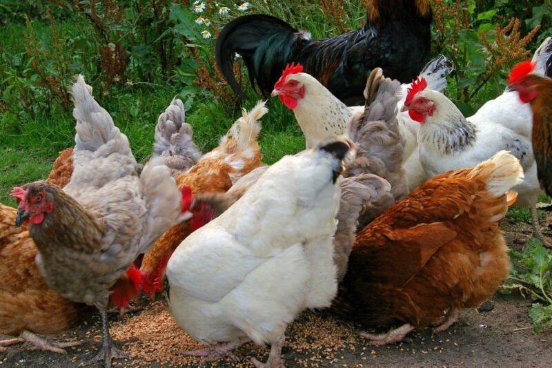 chicken’s digestive system