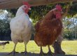 Dual Purpose Chicken Breeds