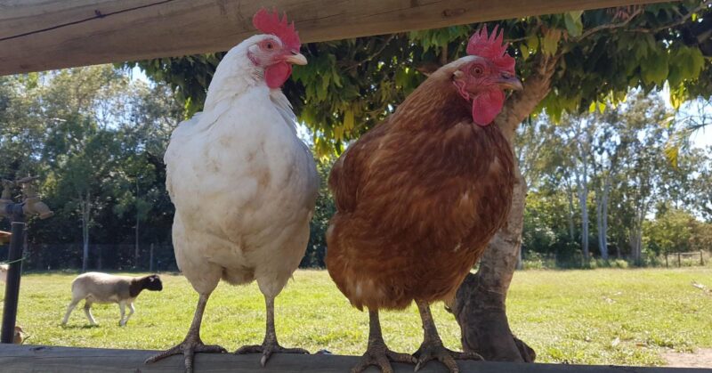 dual_purpose_breeds Dual Purpose Chicken Breeds