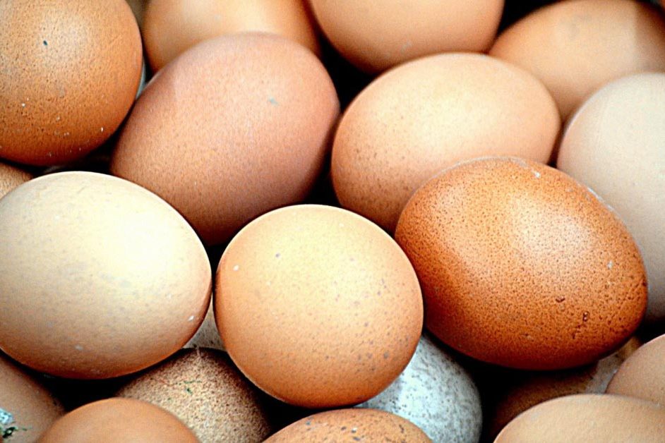 What Chicken Breeds should I raise? Read more at Organic Chicken Feed.