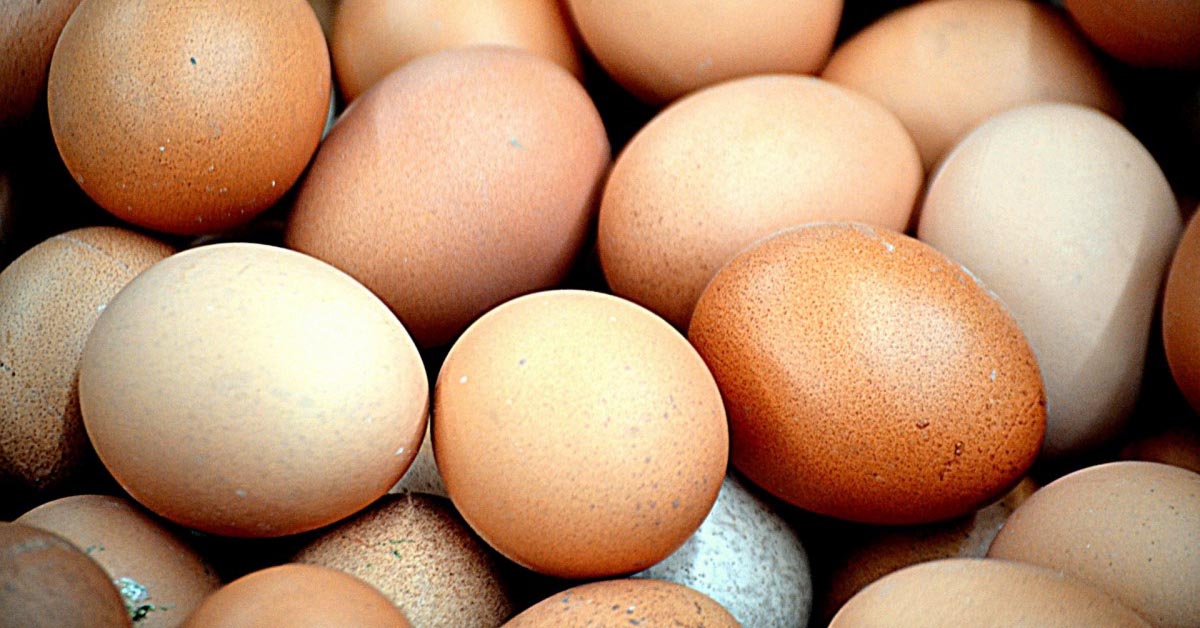Egg Layers Common Breeds Organic Chicken Feed