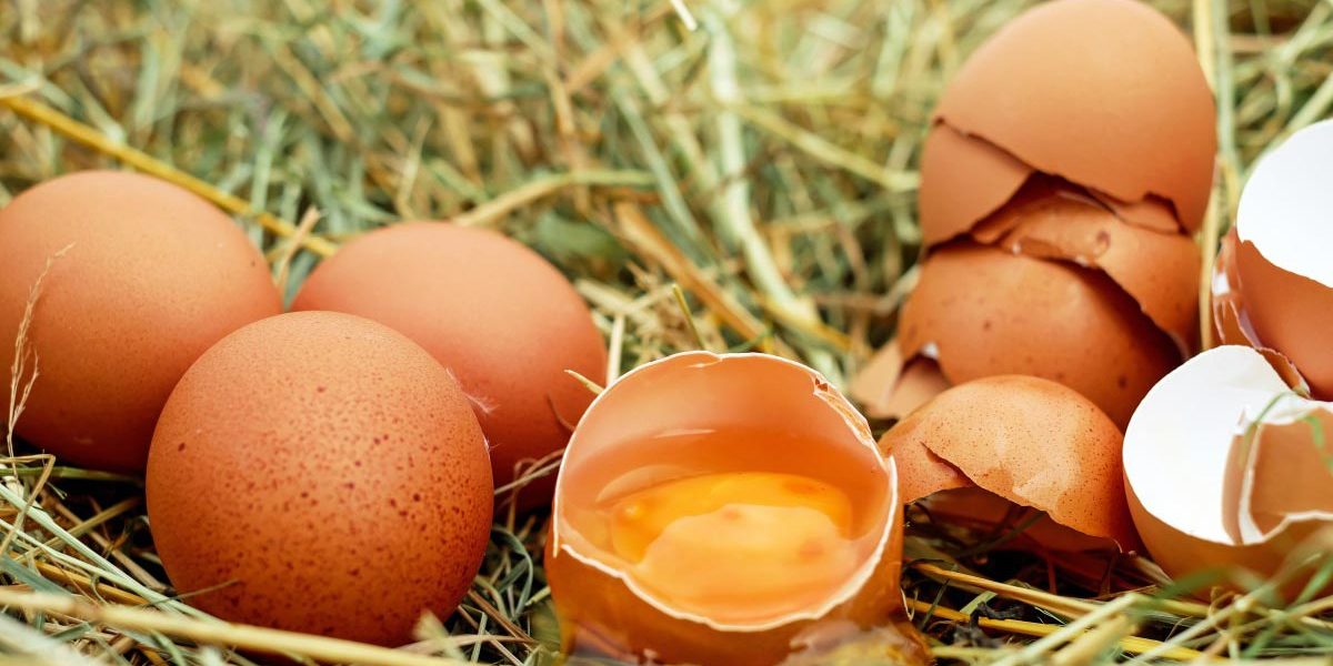 food_for_layers Food for Egg Layers