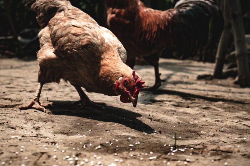 food_for_meat_birds Food for Meat Birds