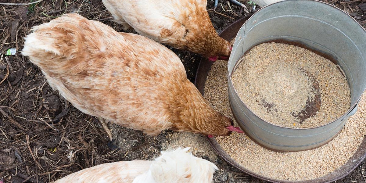 Chickens eating from feeder from above Ground Feeders