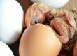 Hatching Eggs in an Incubator
