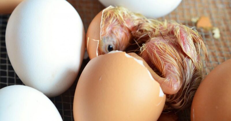 Hatching Eggs in an Incubator