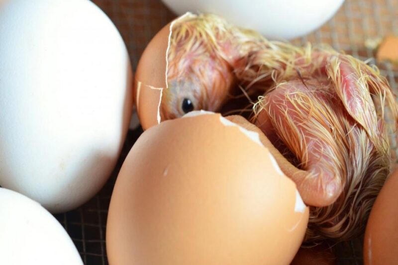 Hatching Eggs in an Incubator