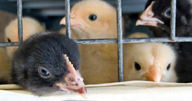 home_brooder How to Build a Home Brooder