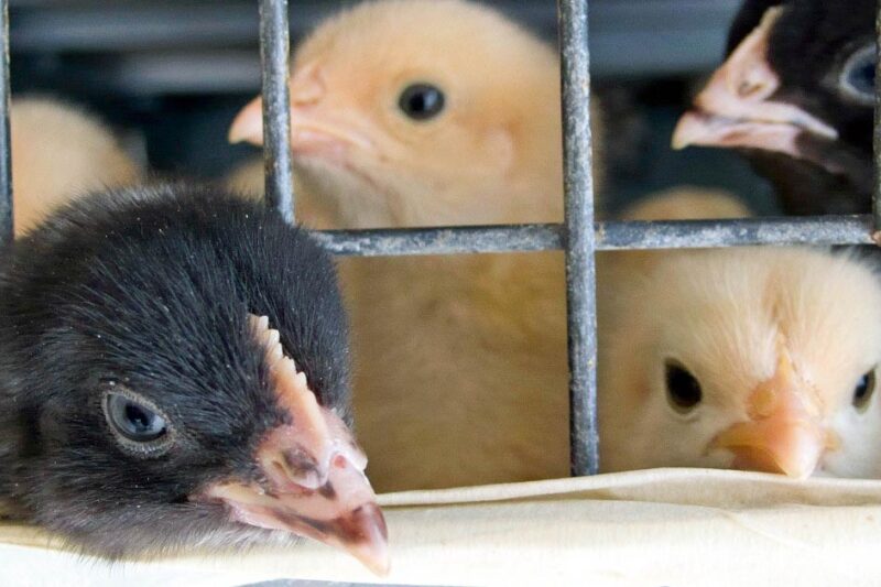 How to Build a Home Brooder