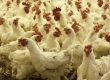 How Many Chickens to Raise