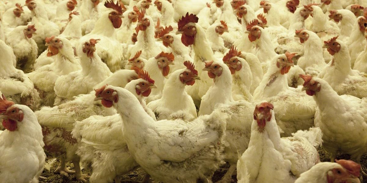 how_many_chickens_to_raise How Many Chickens to Raise